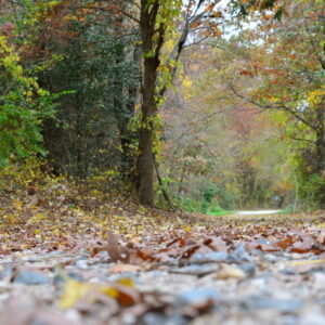 photo Leafy Trail - taken in October by Melinda Meyers
