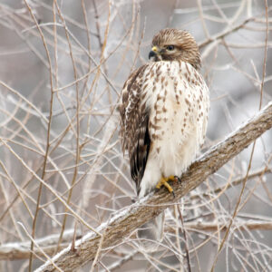 photo Winter Hawk - Taken on January 21, 2012 by Wendy Crowe