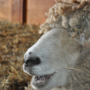 photo Baaaa - Taken March 2nd by Samantha Ingle