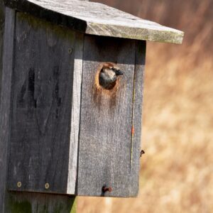 photo Settling In - Taken Feb. 25th by Martin McCann
