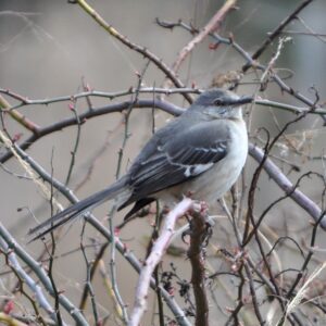 photo Winter Resident - Taken Feb. 19th by Martin McCann
