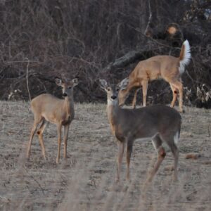 photo Winter Watch - Taken Feb. 27th by Martin McCann