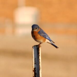 photo Blue Bird - Taken Feb. 7th by Martin McCann