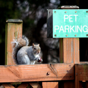 photo Parked Squirrel - Taken on March 5th by Cecilia Surodjawan
