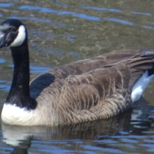 photo Canadian Goose - Taken on March 10th by Cindy Myers