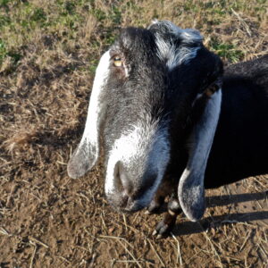 photo Goat - Taken in February by Melinda Myers