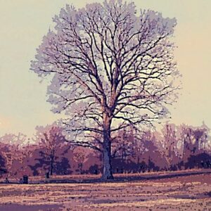 photo Naked Sentry - Taken in January by Alexis Rotella