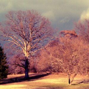 photo Winter Trees - Taken in January by Alexis Rotella