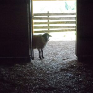 photo Shy Sheep - Taken on May 4, 2013 by Doug Lloyd