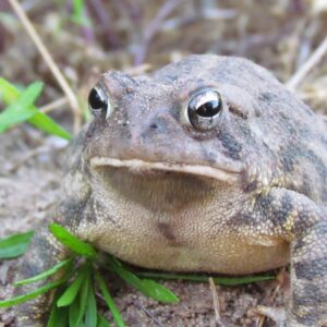 photo Toad - Taken when the toad was burrowing in his Community Garden plot at Kinder Farm Park on June 21, 2013. by Justine Sanphillipo