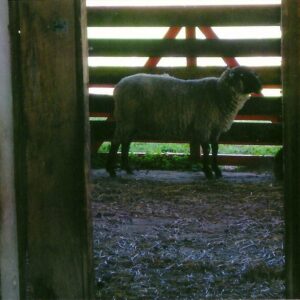 photo Sheep - Taken in May 2013 by Dick Mason