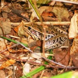 photo Frog - Taken at Bunk''s Pond on September 8, 2014 by Lorne Matthew Young