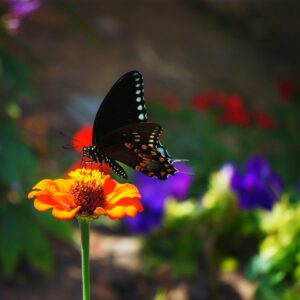 photo Butterfly - Taken in the Community Gardens on August 4, 2013 by Lonnie Kishiyama