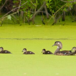 photo Wood Duck Family - Taken at pond near Athletic Fields on May 16, 2013 by Wendy Crowe