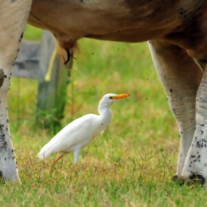 photo Symbiotic (Cattle Egret) - Taken in pasture by the silos on August 31, 2013 by Wendy Crowe
