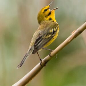 photo Prairie Warbler - Taken in field off the main trail on May 16, 2013 by Wendy Crowe