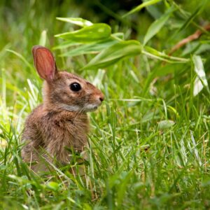 photo Young Bunny - Taken off main trail in field near the Community Gardens on July 13, 2013 by Wendy Crowe