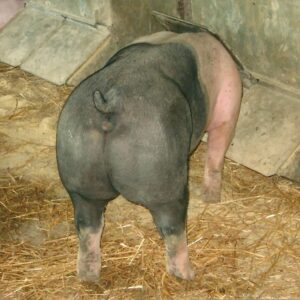 photo Curley - Taken August 17, 2013 by Christine Ziegler