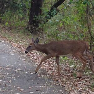 photo Deer Crossing - Taken on the trail near Bunk's Pond on October 19, 2013 by Bethany Kerley
