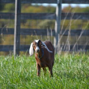 photo Goat - Taken in September 2013 by Melinda Myers