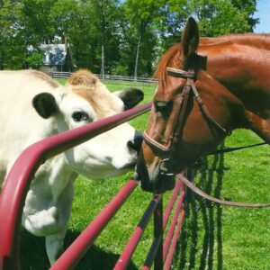 photo Clover's Visitor - Taken when Clover met photographer’s horse Maple on May 12, 2013' by Carole Booth