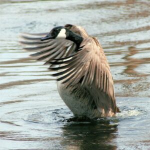 photo Showoff - Taken at Duck Pond on Bpril 8, 2013 by Karen Schoenhaar