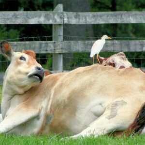 photo Get Off! - Taken in the field benind the Cow Barn on August 16, 2013 by Karen Schoenhaar