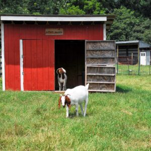 photo Goat Barn - Taken on August 11, 2013 by Audrey Stuller