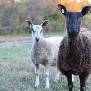photo Heirloom Sheep - Taken in October 2013 by Brittany Haas
