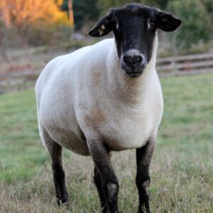 photo Suffolk Sheep - Taken in October 2013 by Brittany Haas
