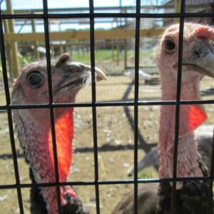 photo Two Toms - Taken on October 18, 2013 by Amy Rittenhouse