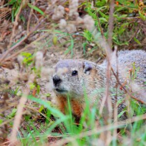 photo Groundhog on Guard - Taken near the Frisbee Golf Course on October 19, 2013 by Leaton Jones