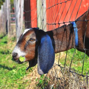 photo Goat with Clover - Taken on October 20, 2013 by Leaton Jones