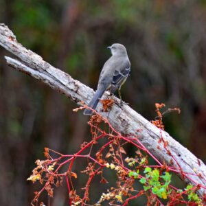 photo Cat Bird - Taken near the road to the Maintenance Shop on October 17, 2013 by Matt Stevens