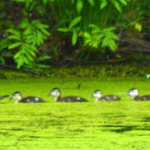 photo Swimming Lesson - Taken on holding pond near the Athletic Fields on May 20, 2013 by Matt Stevens
