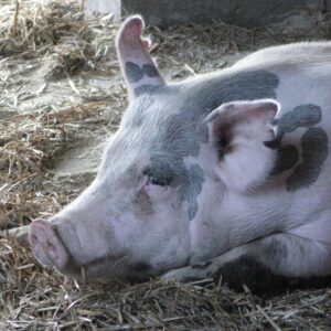 photo Pig Portrait - Taken on August 16, 2013 by Victoria Mucciacciaro