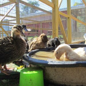 photo Duck Pen - Taken on October 18, 2013 by Amy Rittenhouse