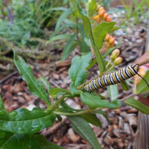 photo Caterpillar - Taken on June 27, 2013 by Sarah Jay