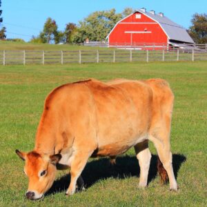photo Grazing Cow - Taken on October 26, 2013 by Chuck Kozub