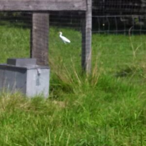 photo Egret - Taken on July 26, 2013 by Blanca Moon Thorpe