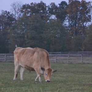 photo Clover - Taken on July 26, 2013 by Cindy Myers