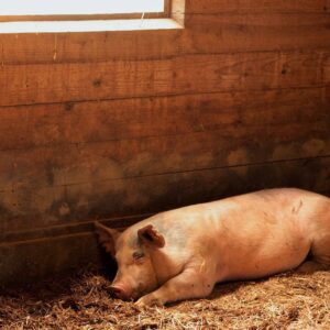 photo Dreaming Pig - Taken on September 8, 2013 by Jeffrey Kozub