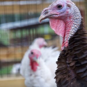 photo Turkeys - Taken on October 12, 2013 by Ben Trevey (age 13)
