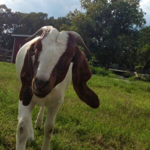 photo Billy Goat - Taken on August 5, 2013 by Kelly Brenner (age 13)