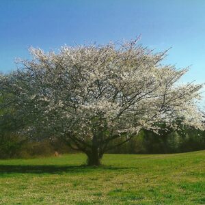 photo Blossoming Tree - Taken near park entrance in May 2013 by Dick Masson