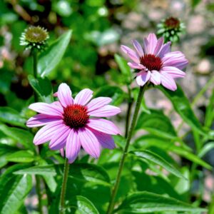 photo Cone Flowers - Taken near the Kinder Cemetery on June 30, 2013 by June Morris