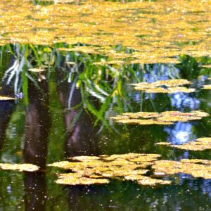 photo Pond Reflections - Taken from the Duck Pond floating pier on June 30. 2013 by June Morris