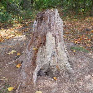 photo Stump - Taken near the lower parking lot on September 5, 2013 by Kelly Rainey
