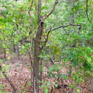 photo Ghostly Tree - Taken north of the Woodland Garden on September 8, 2013 by Lorne Matthew Young
