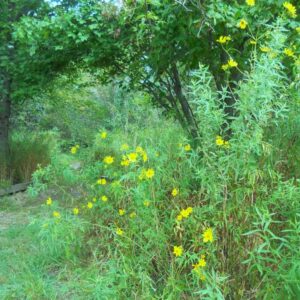 photo Wild Flowers - Taken on September 8, 2013 by Lorne Matthew Young